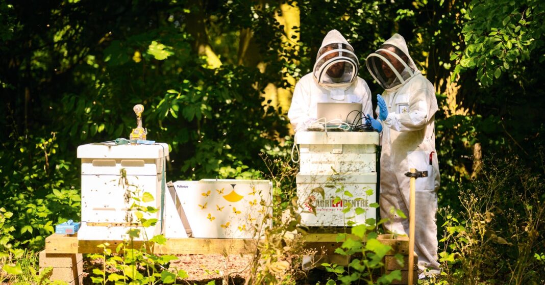 Beekeepers inspecting hives in protective suits.