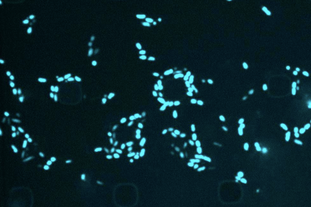Glowing blue bacteria under a microscope.