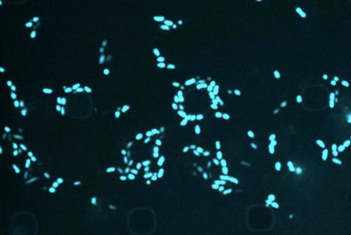 MIT scientists employ AI to target resilient bacteria when antibiotics are ineffective | MIT News