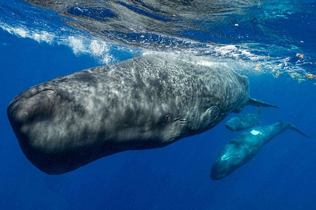 Sperm whales swimming underwater
