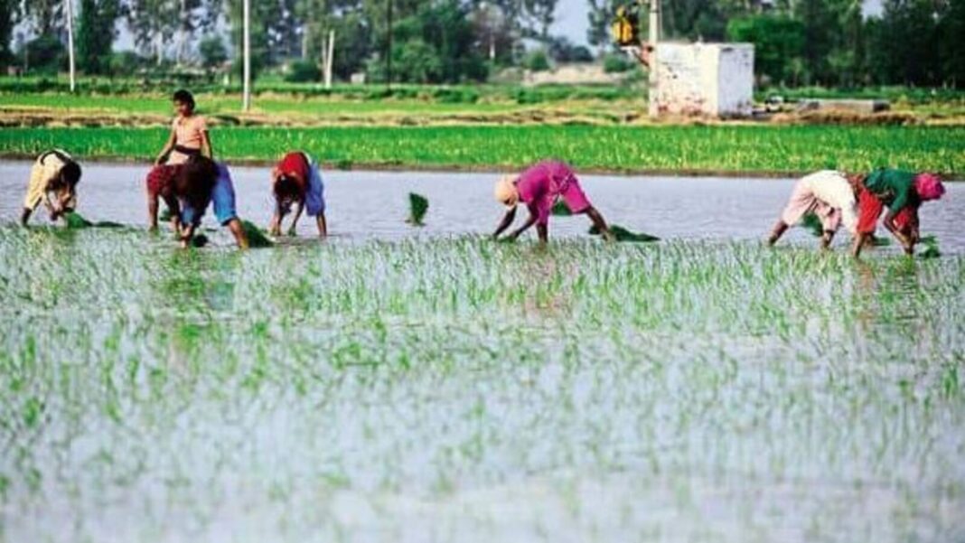 Farmers planting rice in flooded paddies.