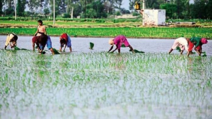 Kharif sowing increases by 33% to 24 million hectares as of 28 June