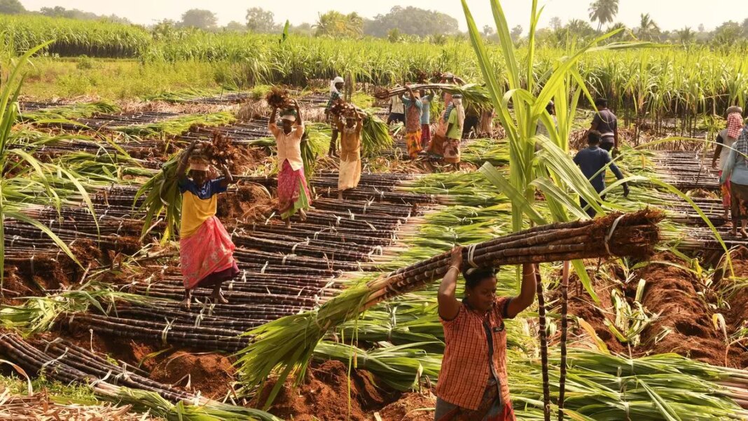 People harvesting sugarcane in a tropical field.
