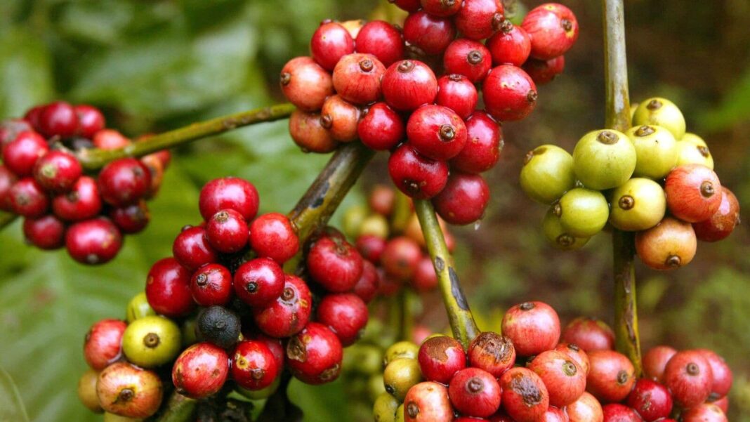 Ripe and unripe coffee berries on branch.