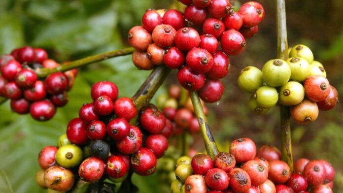 Robusta coffee prices soar to all-time high amid supply shortage