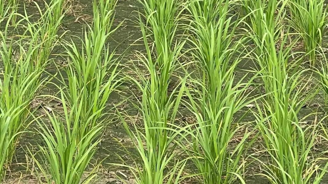 Green paddy rice field closeup.