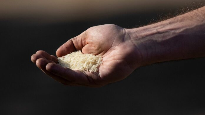 Export Duty on Parboiled Rice Reduced to 10% by Centre