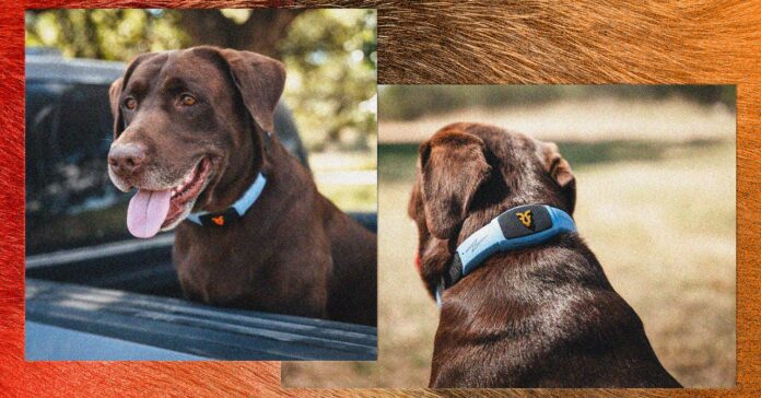 This Talking Pet Collar Acts Like a Chatbot for Your Dog